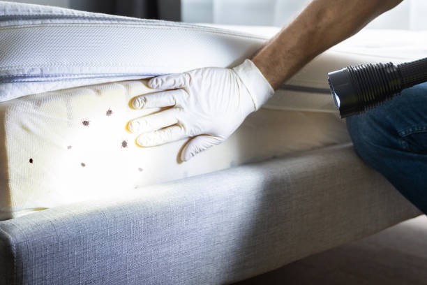 Best Wasp Removal Services  in Pleasant Hill, MO