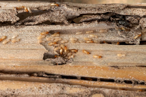 Best Residential Pest Control  in Pleasant Hill, MO